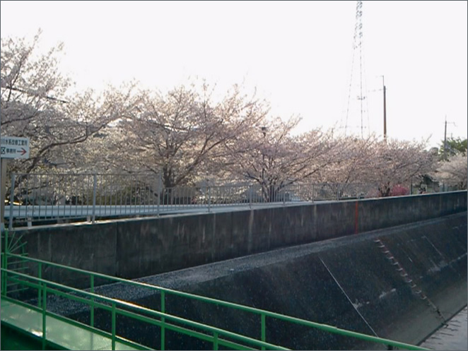 八戸ノ里の桜が満開