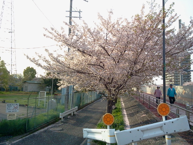 八戸ノ里の桜