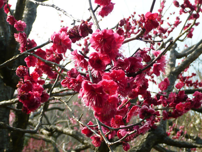 東大阪市の2008年の桜