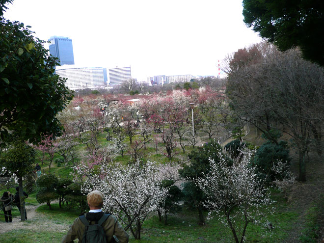 東大阪市の2008年の桜